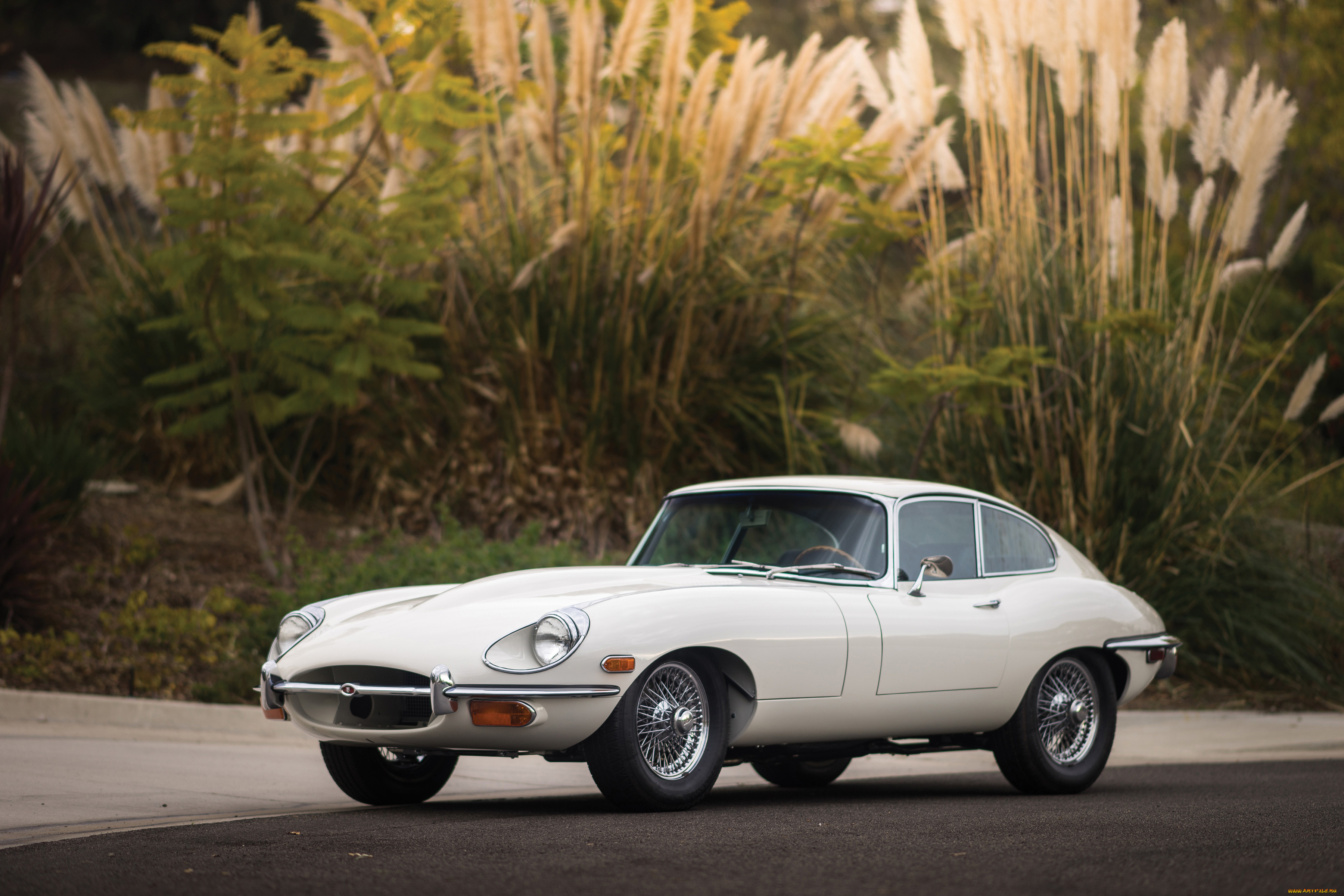, jaguar